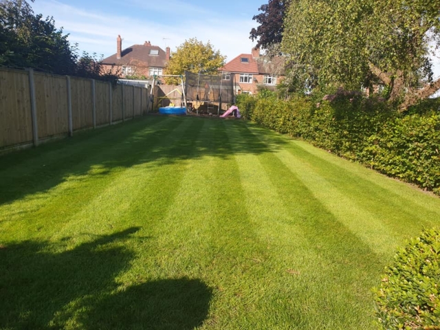 Scarified and seeded lawn in Northwich